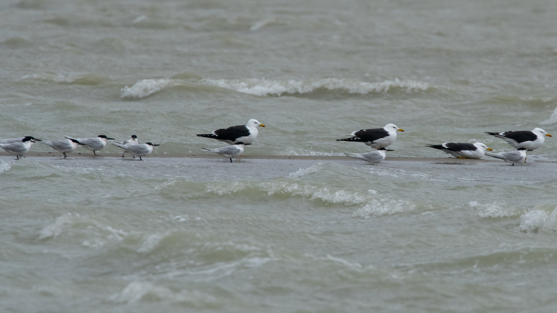 Sandwich Tern